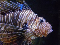 This is a lion fish I saw whilst scuba diving in the Maldives